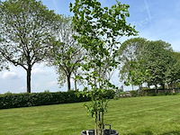 Ulmus leavis (fladderiep)