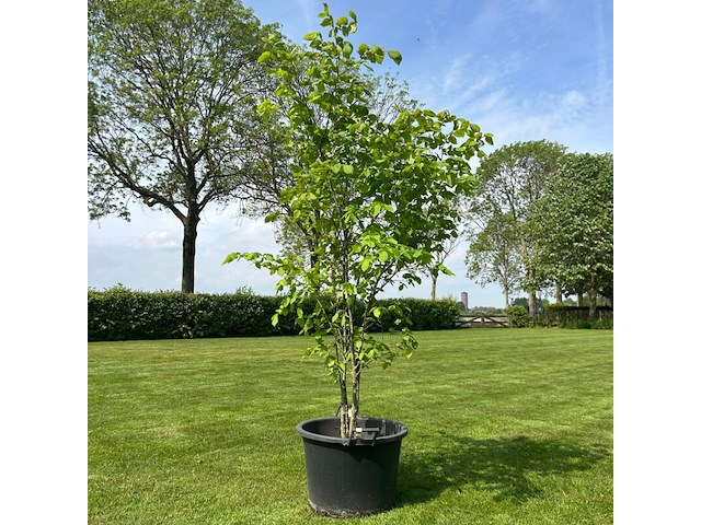 Ulmus leavis (fladderiep) - afbeelding 1 van  2