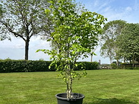 Ulmus leavis (fladderiep)