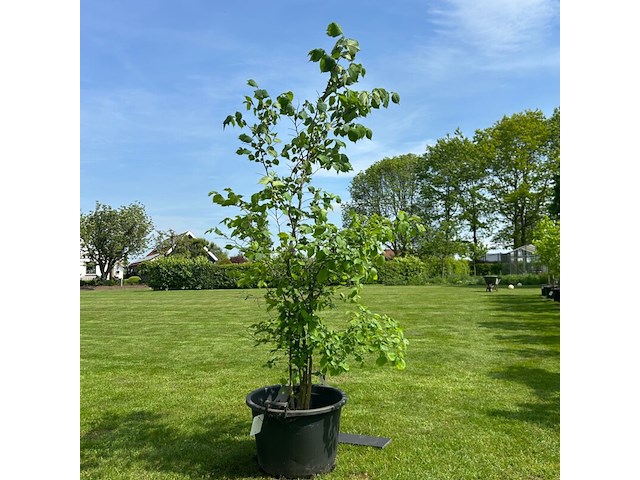 Ulmus leavis (fladderiep) - afbeelding 1 van  2