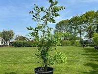 Ulmus leavis (fladderiep) - afbeelding 1 van  2