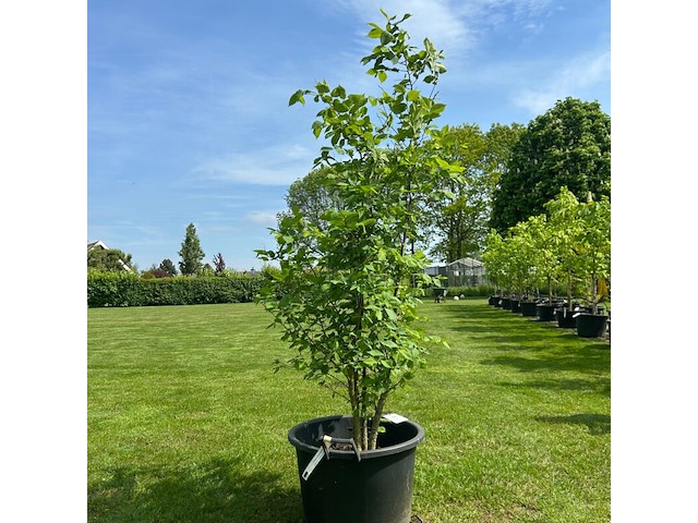 Ulmus leavis (fladderiep) - afbeelding 1 van  2