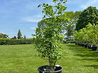 Ulmus leavis (fladderiep)