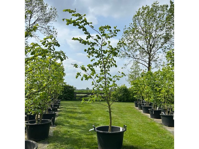 Ulmus leavis (fladderiep) - afbeelding 1 van  2