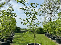 Ulmus leavis (fladderiep)