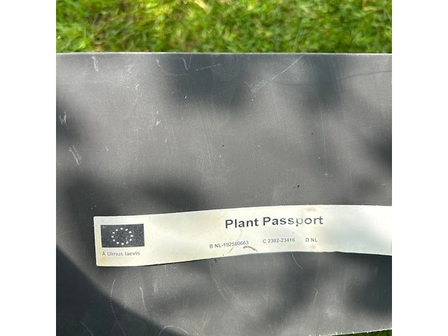 Ulmus leavis (fladderiep) - afbeelding 2 van  2