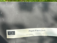 Ulmus leavis (fladderiep) - afbeelding 2 van  2