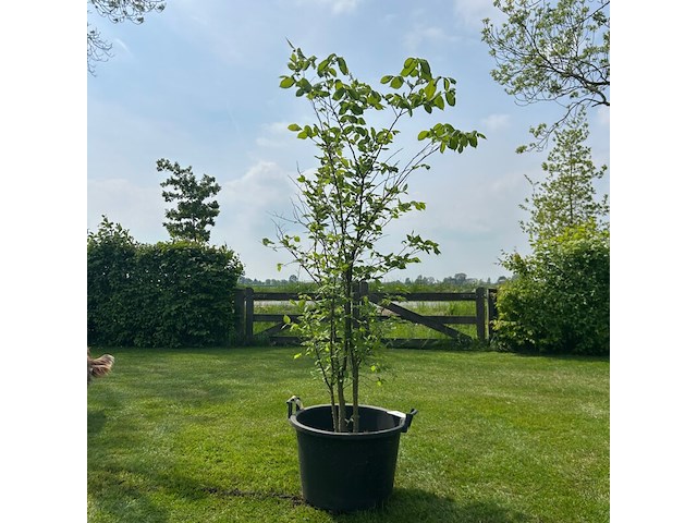 Ulmus leavis (fladderiep) - afbeelding 1 van  2