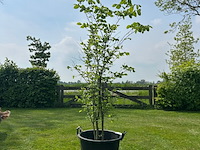 Ulmus leavis (fladderiep) - afbeelding 1 van  2