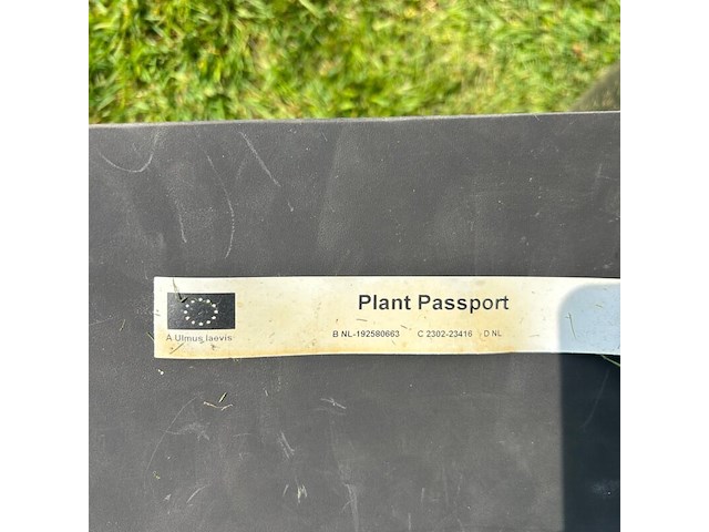 Ulmus leavis (fladderiep) - afbeelding 2 van  2