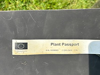 Ulmus leavis (fladderiep) - afbeelding 2 van  2