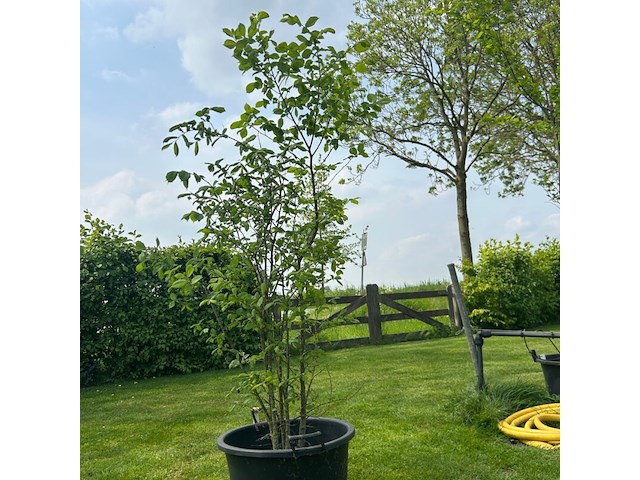 Ulmus leavis (fladderiep) - afbeelding 1 van  1