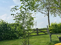 Ulmus leavis (fladderiep) - afbeelding 1 van  1