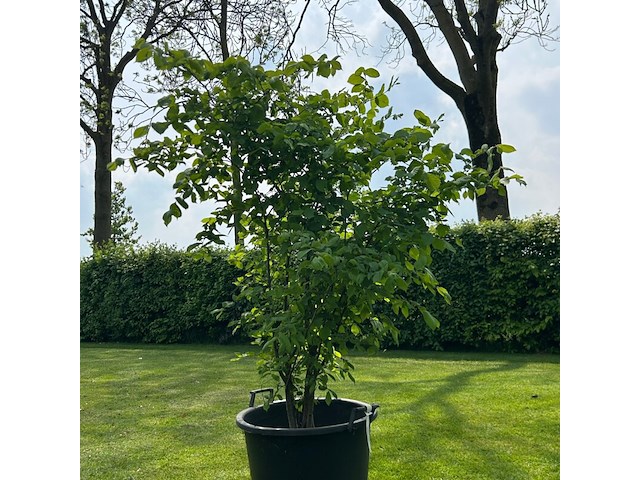 Ulmus leavis (fladderiep) - afbeelding 1 van  2
