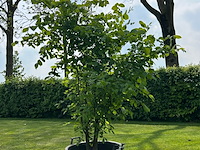 Ulmus leavis (fladderiep) - afbeelding 1 van  2