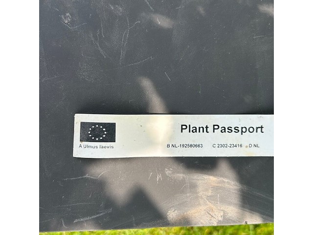 Ulmus leavis (fladderiep) - afbeelding 2 van  2