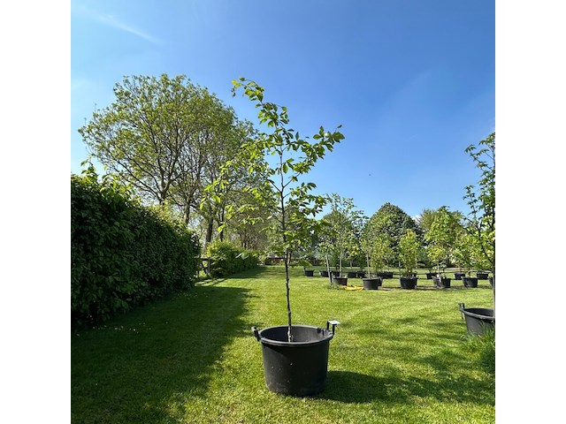 Ulmus leavis (fladderiep) - afbeelding 1 van  2