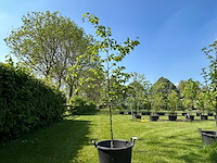 Ulmus leavis (fladderiep) - afbeelding 1 van  2