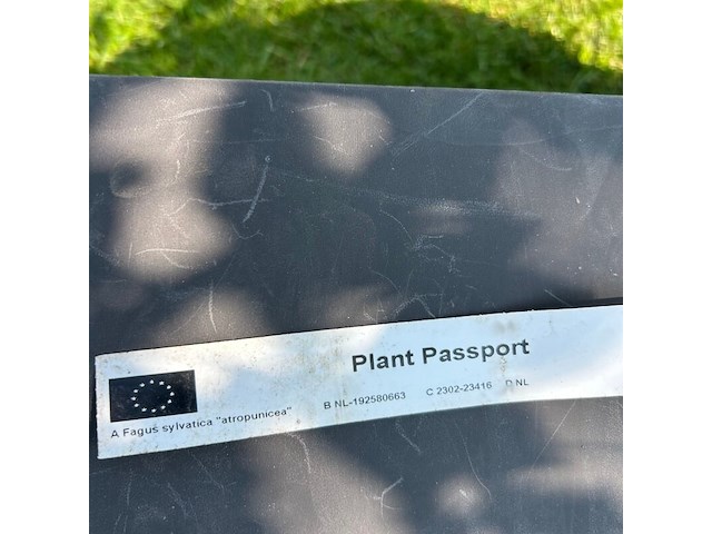 Ulmus leavis (fladderiep) - afbeelding 2 van  2
