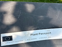 Ulmus leavis (fladderiep) - afbeelding 2 van  2