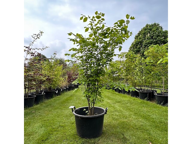 Ulmus leavis (fladderiep) - afbeelding 1 van  2