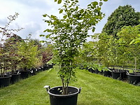 Ulmus leavis (fladderiep) - afbeelding 1 van  2