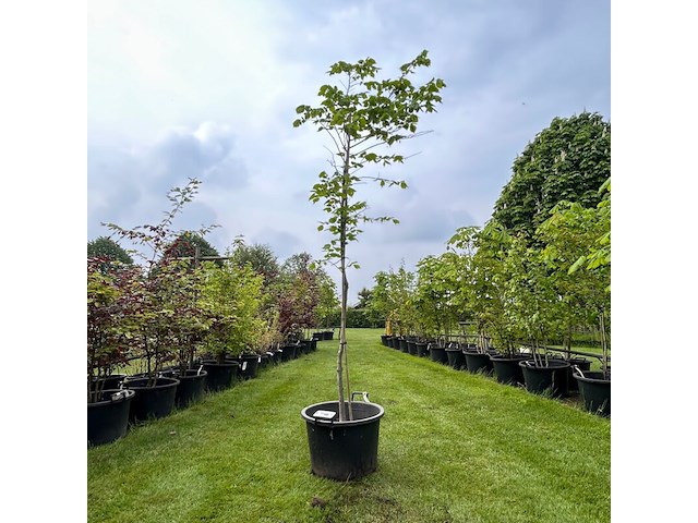 Ulmus leavis (fladderiep) - afbeelding 1 van  2