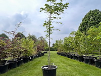 Ulmus leavis (fladderiep) - afbeelding 1 van  2