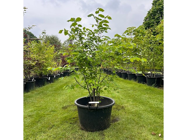 Ulmus leavis (fladderiep) - afbeelding 1 van  2