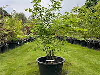 Ulmus leavis (fladderiep) - afbeelding 1 van  2
