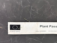 Ulmus leavis (fladderiep) - afbeelding 2 van  2
