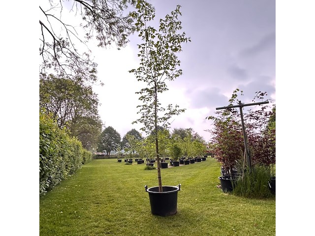 Ulmus leavis (fladderiep) - afbeelding 1 van  2