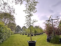Ulmus leavis (fladderiep) - afbeelding 1 van  2