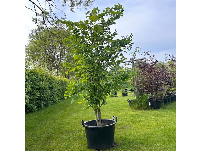 Ulmus leavis (fladderiep) - afbeelding 1 van  2