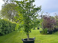 Ulmus leavis (fladderiep) - afbeelding 1 van  2
