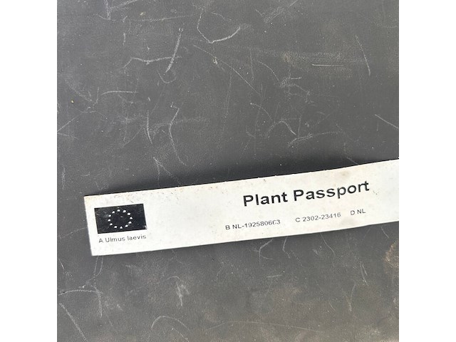 Ulmus leavis (fladderiep) - afbeelding 2 van  2