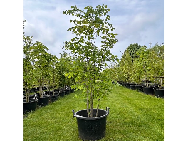 Ulmus leavis (fladderiep) - afbeelding 1 van  2