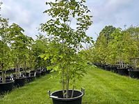 Ulmus leavis (fladderiep) - afbeelding 1 van  2
