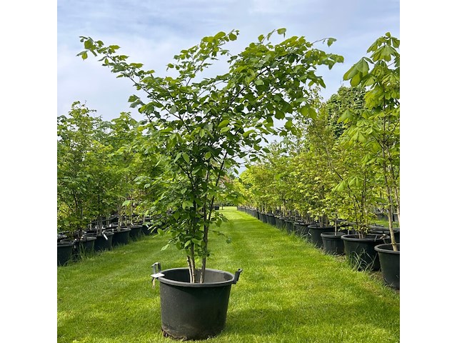 Ulmus leavis (fladderiep) - afbeelding 1 van  2