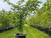 Ulmus leavis (fladderiep) - afbeelding 1 van  2