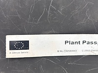 Ulmus leavis (fladderiep) - afbeelding 2 van  2