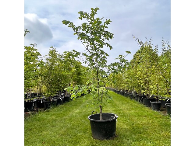 Ulmus leavis (fladderiep) - afbeelding 1 van  2