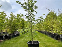 Ulmus leavis (fladderiep) - afbeelding 1 van  2