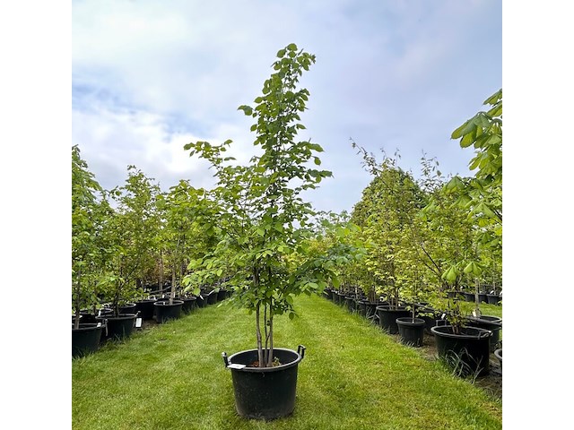 Ulmus leavis (fladderiep) - afbeelding 1 van  2
