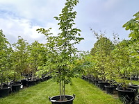 Ulmus leavis (fladderiep) - afbeelding 1 van  2