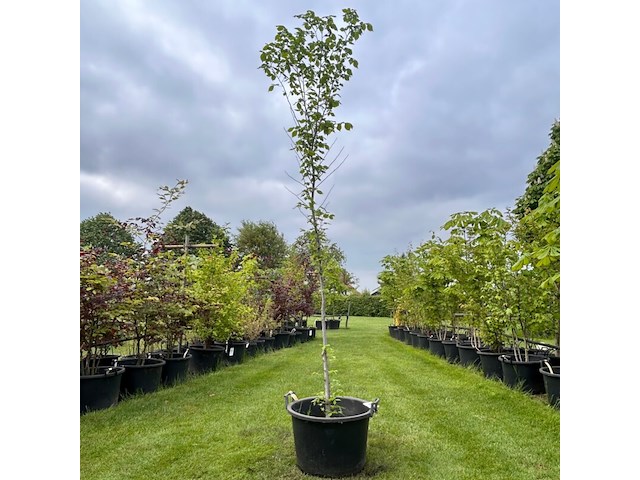 Ulmus leavis (fladderiep) - afbeelding 1 van  2