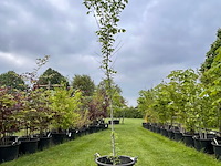 Ulmus leavis (fladderiep) - afbeelding 1 van  2