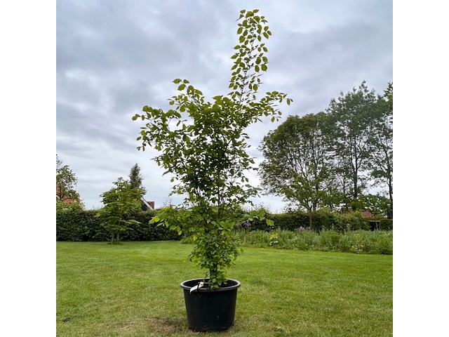 Ulmus leavis (fladderiep) - afbeelding 1 van  2