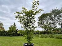 Ulmus leavis (fladderiep) - afbeelding 1 van  2