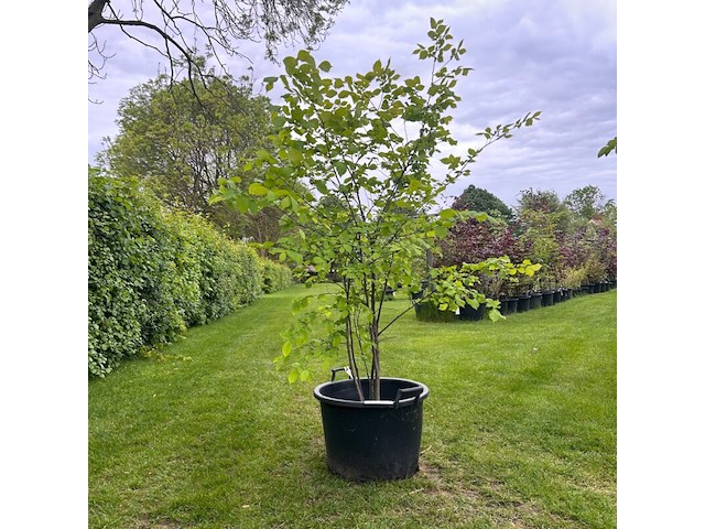 Ulmus leavis (fladderiep) - afbeelding 1 van  2